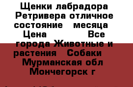 Щенки лабрадора Ретривера отличное состояние 2 месяца › Цена ­ 30 000 - Все города Животные и растения » Собаки   . Мурманская обл.,Мончегорск г.